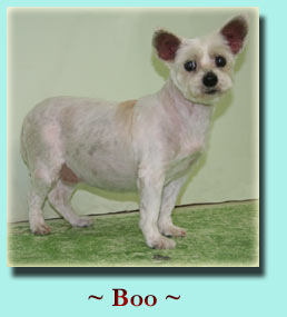 ~ Boo ~ Terrier Mix