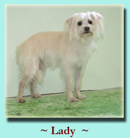 ~ Lady ~ Mix