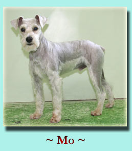 ~ Mo ~ Schnauzer