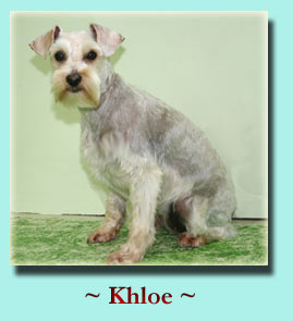 ~ Khloe ~ Schnauzer