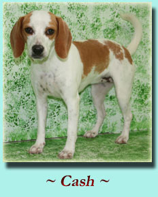 ~ Cash ~ Beagle