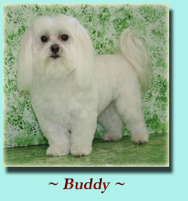 ~ Buddy ~ Maltese