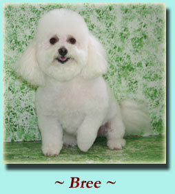 ~ Bree ~ Bichon Frise