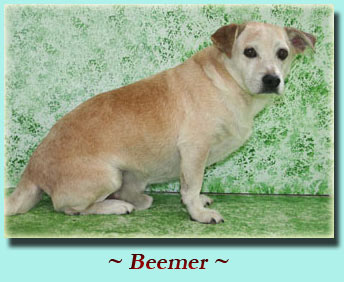 ~ Beemer ~ Lab Mix