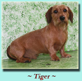 ~ Tiger ~  Dachshund, Wire-haired