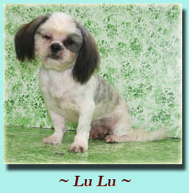 ~ Lu Lu ~ Shih Tzu