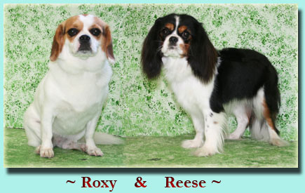 ~Roxy & Reese ~ Peek/Beagle & King Charles Cavilier Spaniel