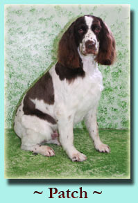 ~ Patch ~ Britney Spaniel