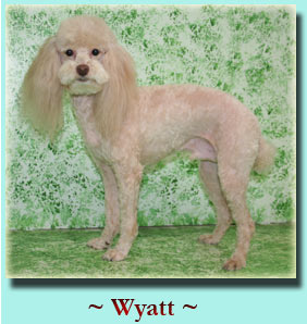 ~ Wyatt ~ Poodle